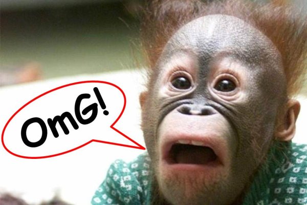 Актуальное зеркало kraken