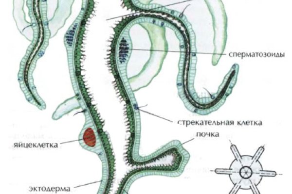 Забыл пароль от кракен